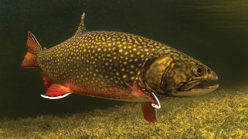 A vibrant brook trout with worm-like markings on its back and red spots with blue halos