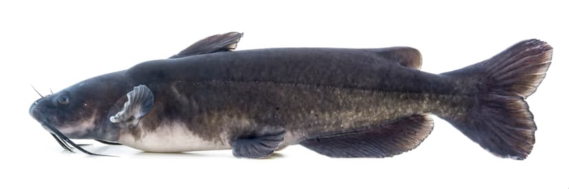 Channel catfish showing its spotted sides and deeply forked tail