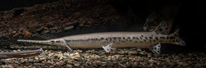 A longnose gar with an elongated snout and armored scales near the surface of a river