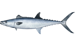 Sleek king mackerel with steel-blue back and silver sides held on a charter boat