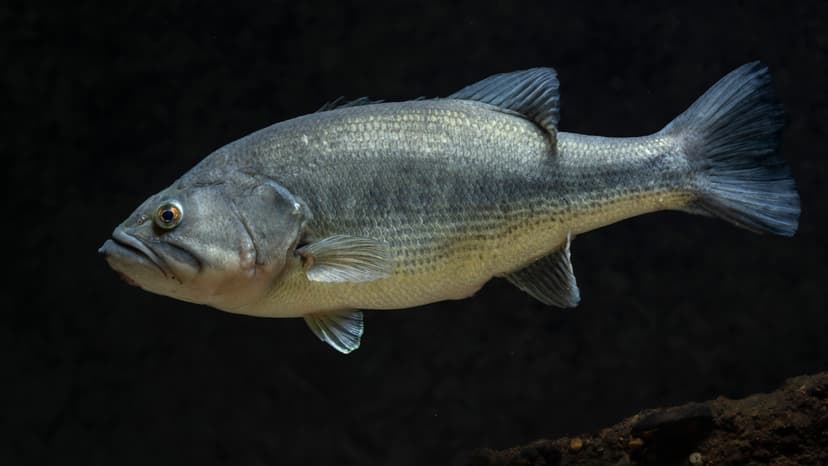 Largemouth bass being held by an angler showing its distinctive large jaw and dark lateral stripe