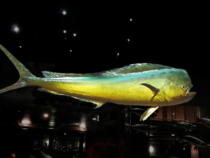 Brilliantly colored mahi-mahi with electric blue and golden-yellow coloring alongside a boat