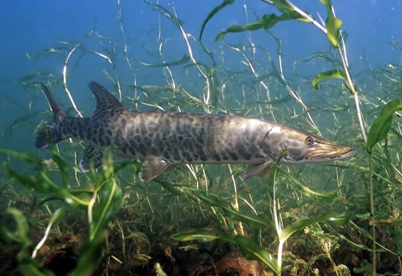 A large muskellunge with dark vertical bars on a greenish body held by an angler at boatside
