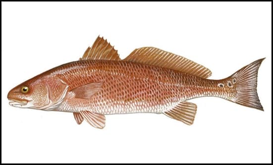 Angler holding a bronze-colored redfish with a visible black tail spot on a shallow grass flat