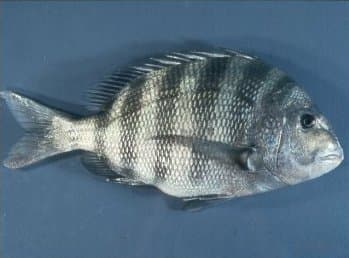 Sheepshead with distinctive black and white vertical stripes held near dock pilings