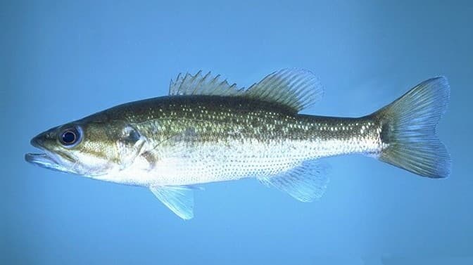 Spotted bass showing the characteristic rows of spots below the lateral line
