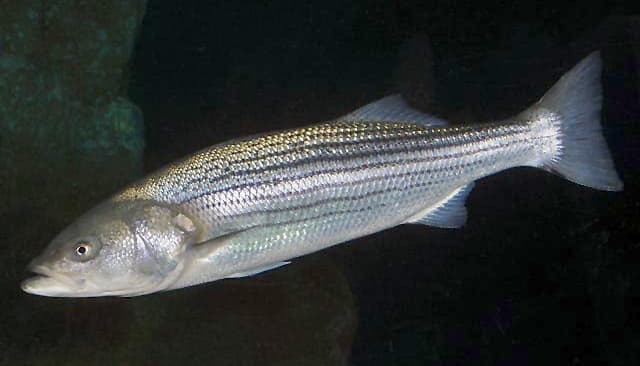 A silvery striped bass with prominent horizontal stripes held by an angler near the water